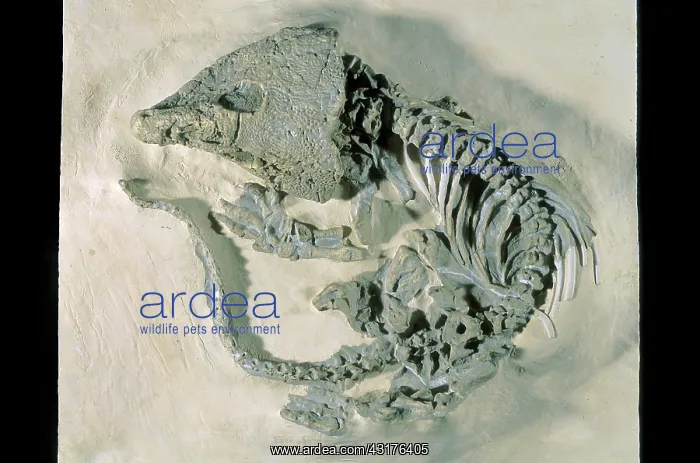 : Labidosaurus Fossil : Labidosaurus Fossil