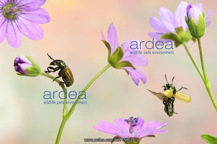 : Labidostomis longimana (Labidostomis longimana) : Labidostomis longimana (Labidostomis longimana)