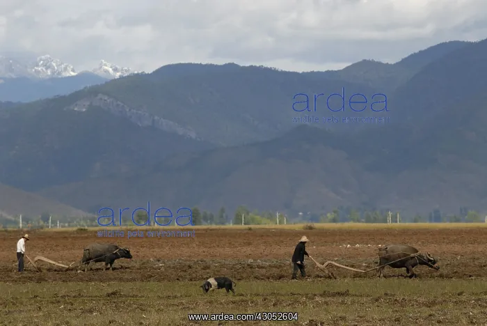 : Labor in the countryside near Lugu Lake in Yunnan : Labor in the countryside near Lugu Lake in Yunnan