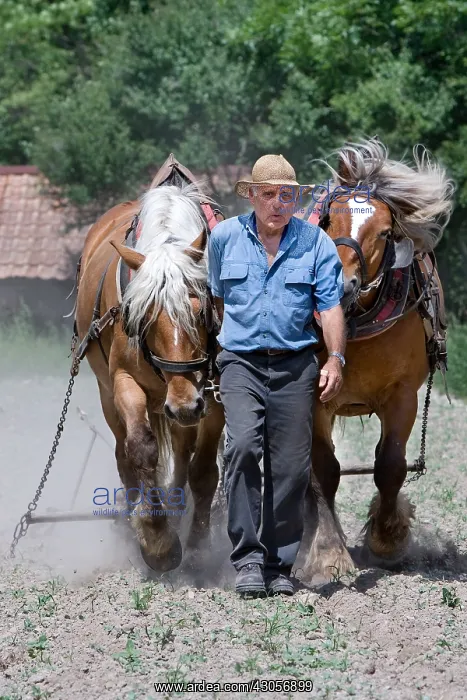  : Labor in the former with a team of Comtois France