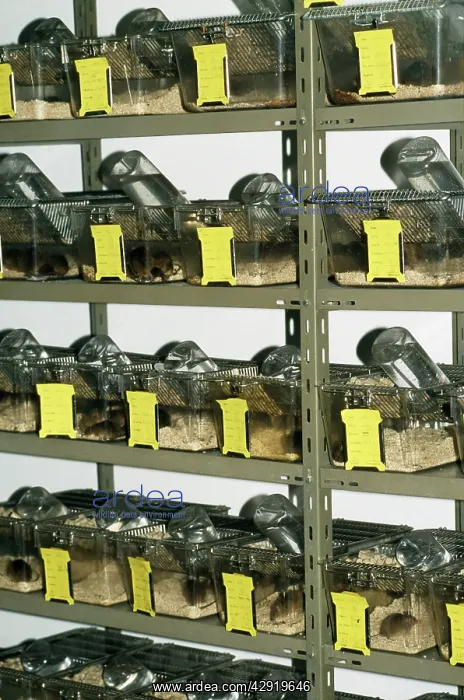 : Laboratory Mice - boxes with Laboratory Mice : Laboratory Mice - boxes with Laboratory Mice
