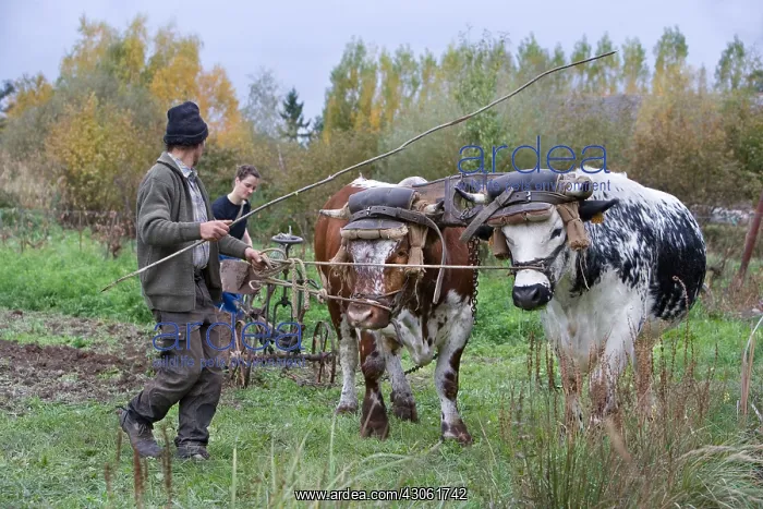 : Labour to the old yoke with Vosges oxen Alsace France : Labour to the old yoke with Vosges oxen Alsace France