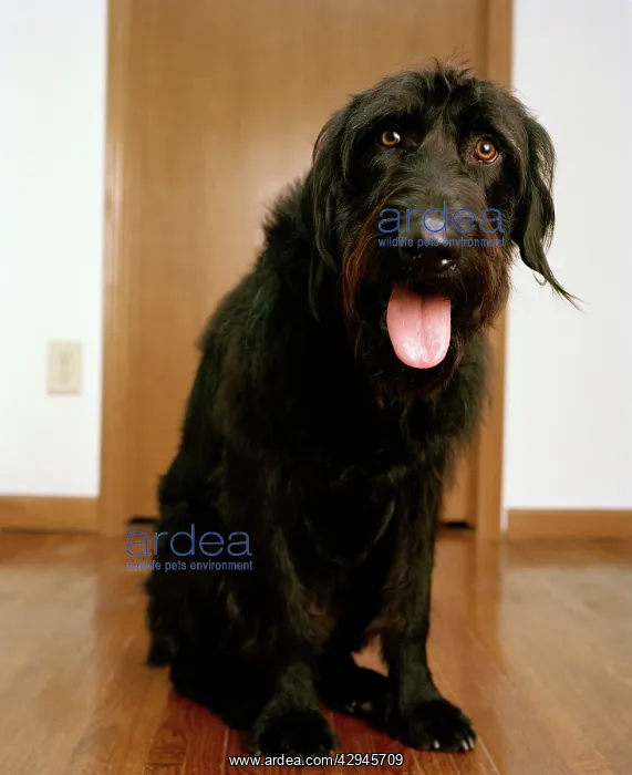 : Labradoodle - crossbreed between a Labrador & Poodle : Labradoodle - crossbreed between a Labrador & Poodle