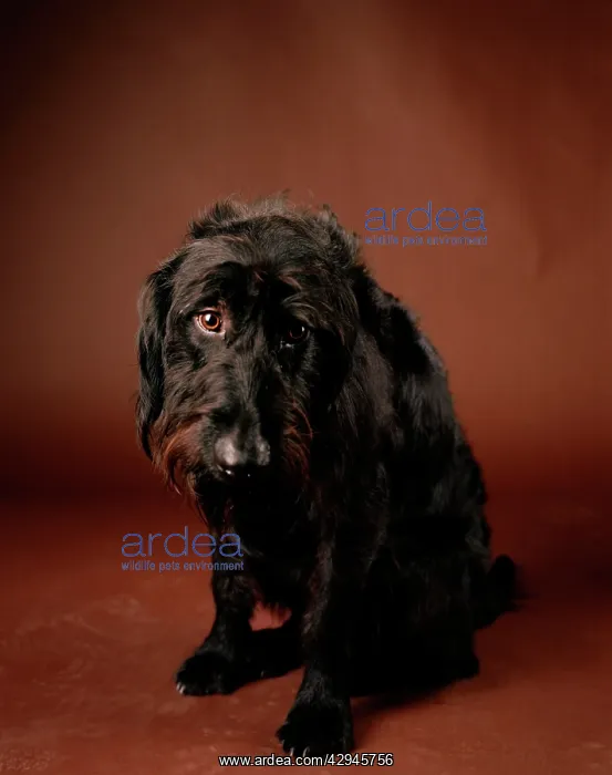 : Labradoodle - crossbreed between a Labrador & a Poodle : Labradoodle - crossbreed between a Labrador & a Poodle