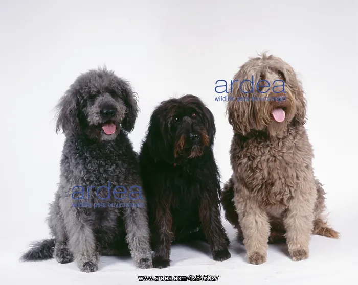 : Labradoodle DOGS - Three : Labradoodle DOGS - Three