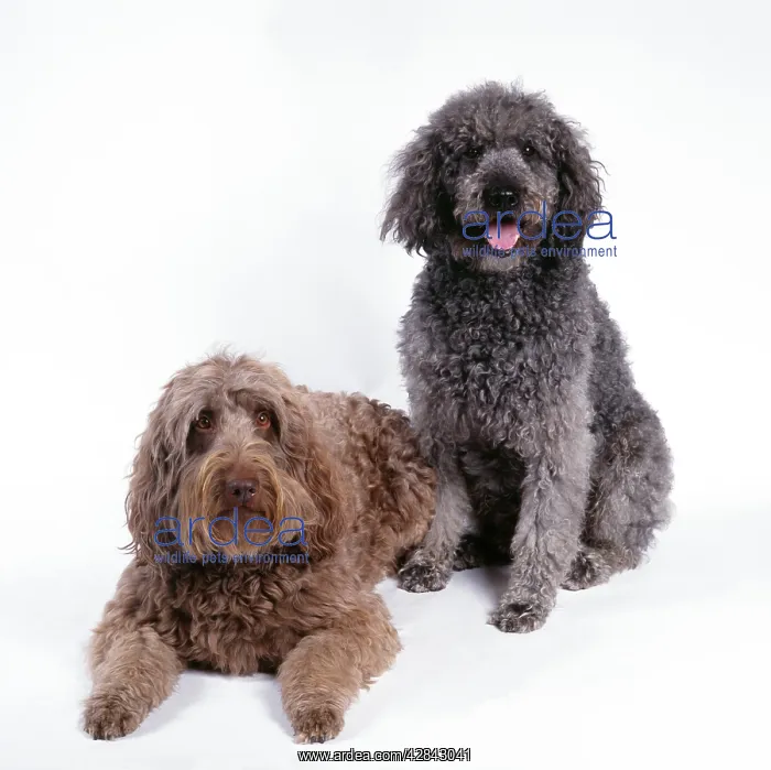 : Labradoodle DOGS - Two : Labradoodle DOGS - Two