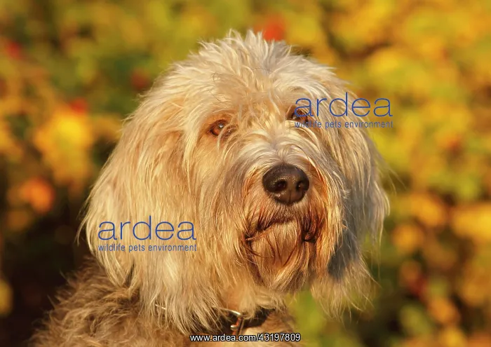  : Labradoodle Grand Basset Griffon Vendeen Mongrel