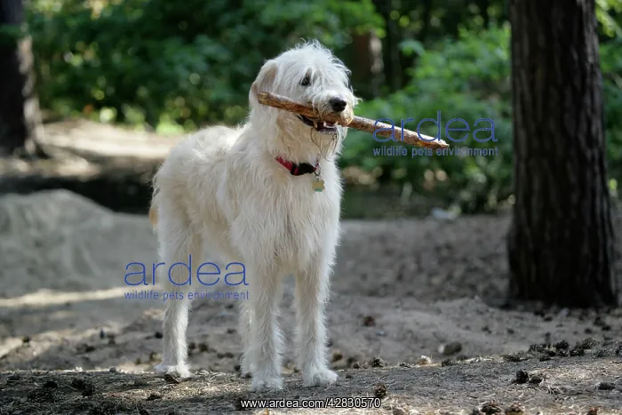 : Labradoodle holding stick : Labradoodle holding stick