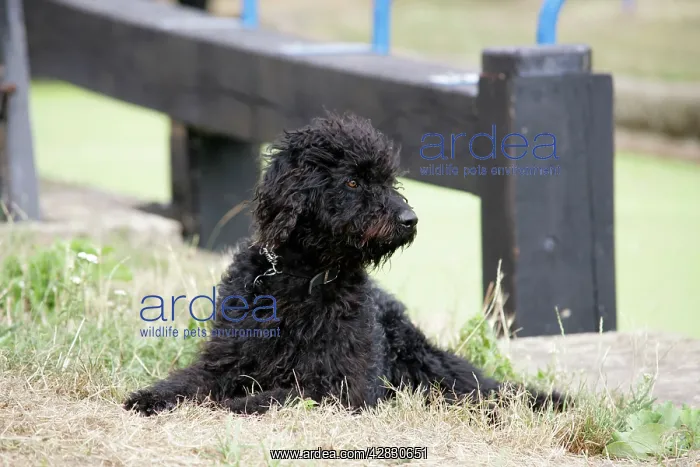 : Labradoodle lying in front of lock gate : Labradoodle lying in front of lock gate