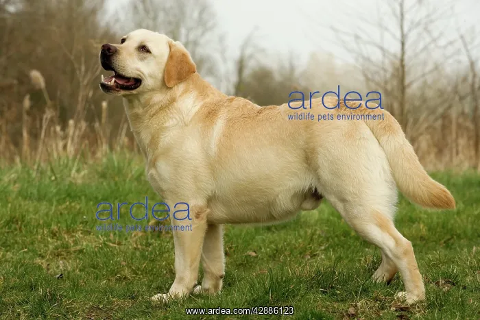  : Labrador
