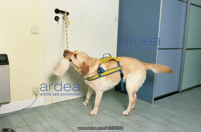 : Labrador - as aid dog opening a door by tugging on rope : Labrador - as aid dog opening a door by tugging on rope