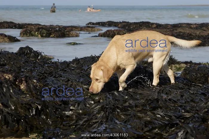 : Labrador in algae at low tide Normandy France : Labrador in algae at low tide Normandy France