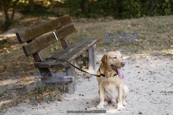 : Labrador attached to a bench France : Labrador attached to a bench France