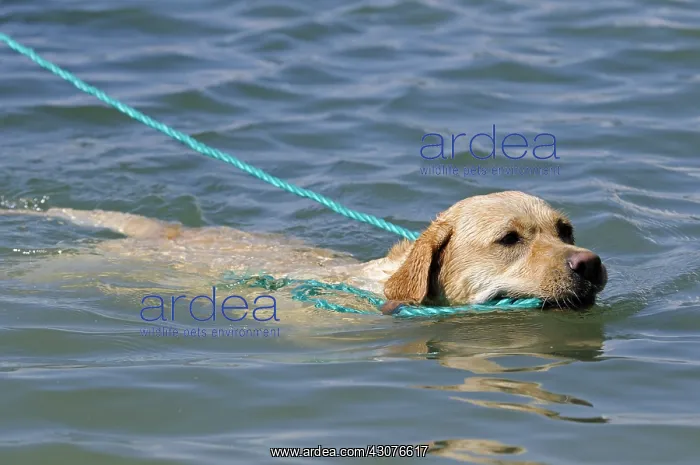 : Labrador bringing back inflatable boat to shore France : Labrador bringing back inflatable boat to shore France