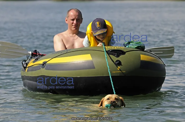 : Labrador bringing back inflatable boat to shore France : Labrador bringing back inflatable boat to shore France