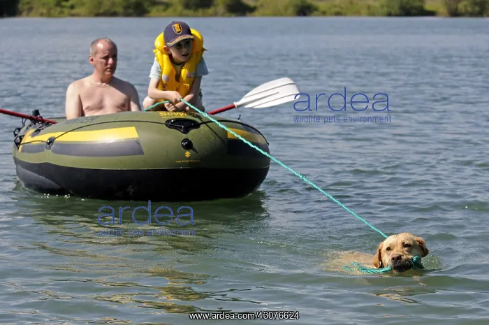 : Labrador bringing back inflatable boat to shore France : Labrador bringing back inflatable boat to shore France