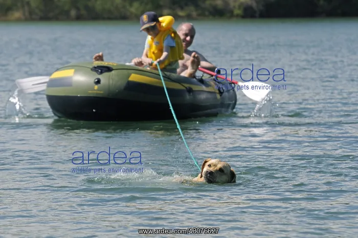 : Labrador bringing back inflatable boat to shore France : Labrador bringing back inflatable boat to shore France