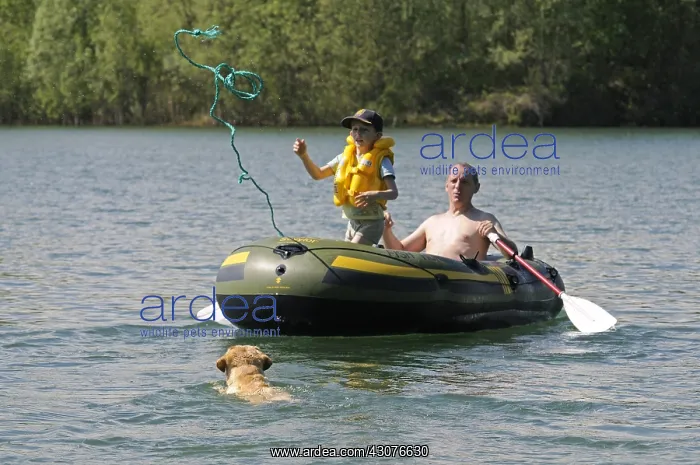 : Labrador bringing back inflatable boat to shore France : Labrador bringing back inflatable boat to shore France