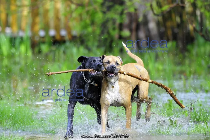 : Labrador brother an sister cross dogue playing in water : Labrador brother an sister cross dogue playing in water