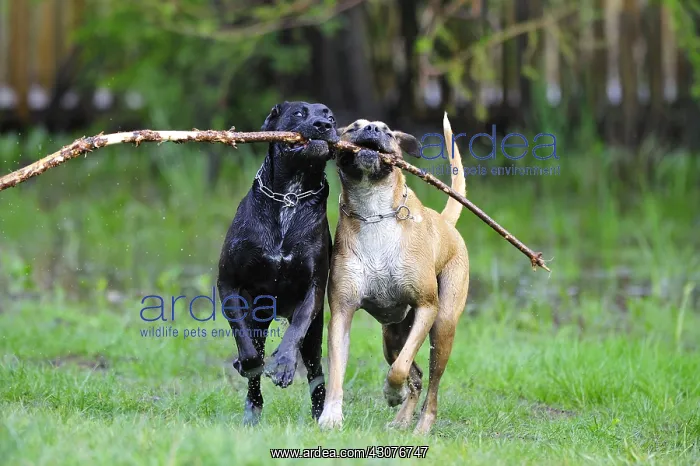 : Labrador brother an sister cross playing in water France : Labrador brother an sister cross playing in water France