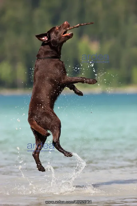 : Labrador, brown, catching stick in water, Austria : Labrador, brown, catching stick in water, Austria
