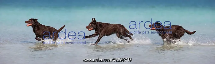 : Labrador, brown, running in water, Austria, Europe : Labrador, brown, running in water, Austria, Europe
