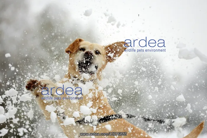: Labrador catching a snowball - France : Labrador catching a snowball - France