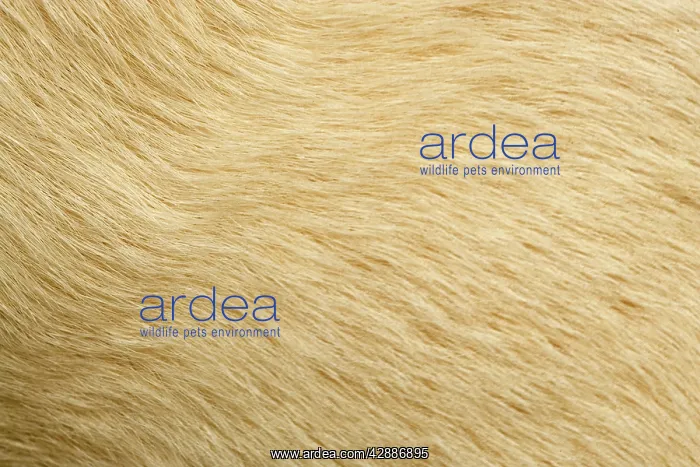  : Labrador - close-up of coat