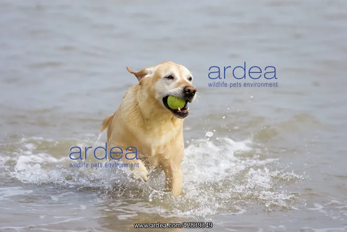 : Labrador (cross) Dog - retrieving ball from sea : Labrador (cross) Dog - retrieving ball from sea