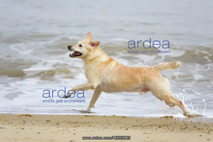 : Labrador (cross) Dog - running on beach : Labrador (cross) Dog - running on beach