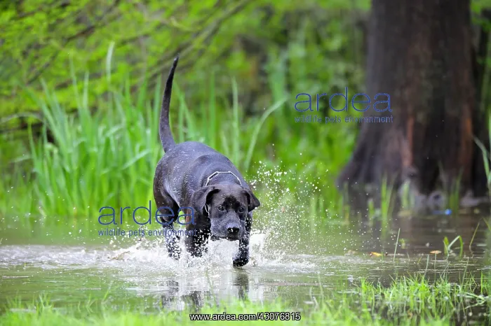 : Labrador cross dogue in a reed bed France : Labrador cross dogue in a reed bed France
