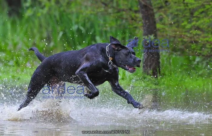 : Labrador cross dogue running in the water France : Labrador cross dogue running in the water France