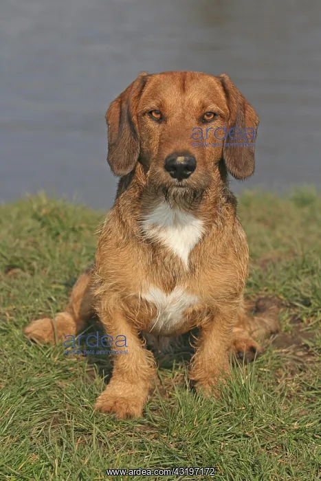 : Labrador-Dachsbracke-German Wirehaired Pointer hybrid : Labrador-Dachsbracke-German Wirehaired Pointer hybrid