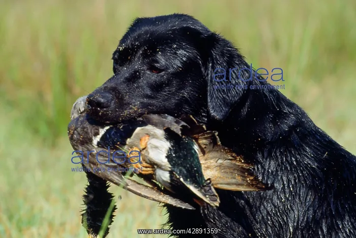 : Labrador Dog - with bird in mouth : Labrador Dog - with bird in mouth