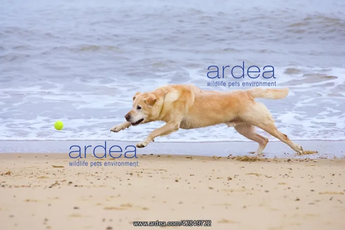 : Labrador Dog - Chasing Ball on Beach : Labrador Dog - Chasing Ball on Beach