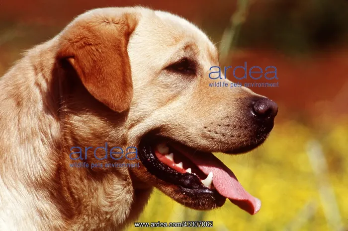 : LABRADOR DOG - CLOSE UP HEAD : LABRADOR DOG - CLOSE UP HEAD