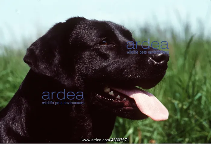 : LABRADOR DOG - CLOSE UP HEAD : LABRADOR DOG - CLOSE UP HEAD