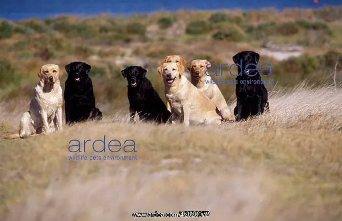  : Labrador Dog - group waiting for orders