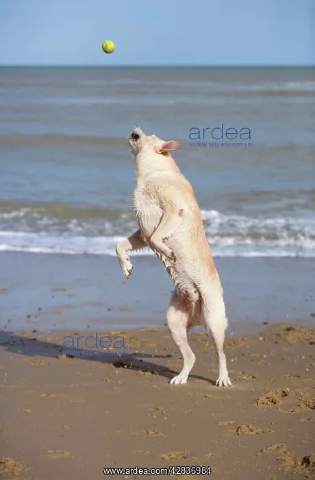 : Labrador Dog - Jumping to catch ball on beach : Labrador Dog - Jumping to catch ball on beach