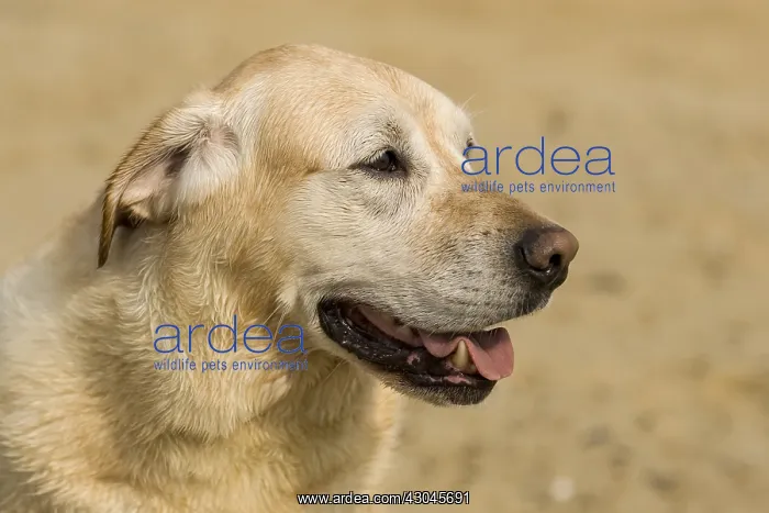 : Labrador Dog - Norfolk UK : Labrador Dog - Norfolk UK