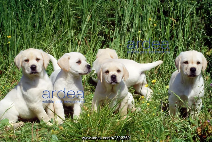  : Labrador Dog - puppies