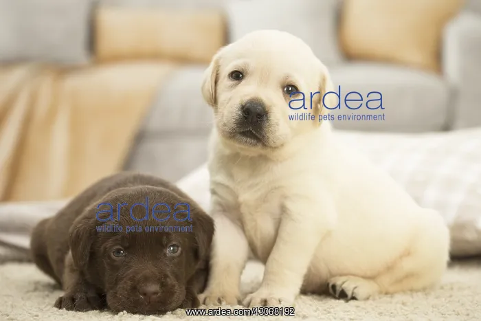  : Two Labrador Dog puppies