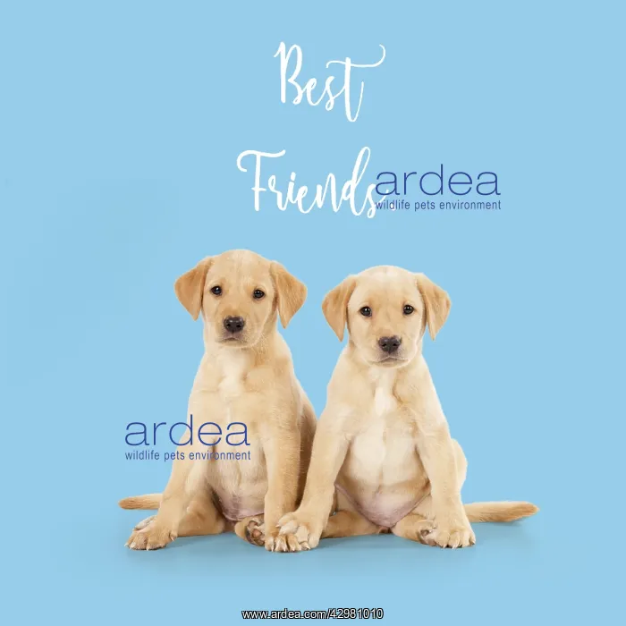 : Labrador Dog, puppies ( 6 weeks old ) best friends : Labrador Dog, puppies ( 6 weeks old ) best friends