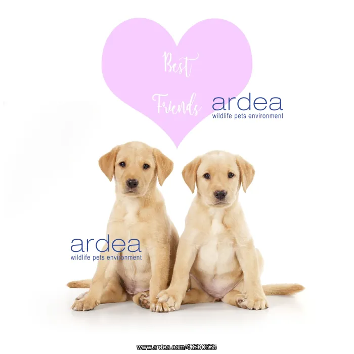 : Labrador Dog, puppies ( 6 weeks old ) best friends : Labrador Dog, puppies ( 6 weeks old ) best friends