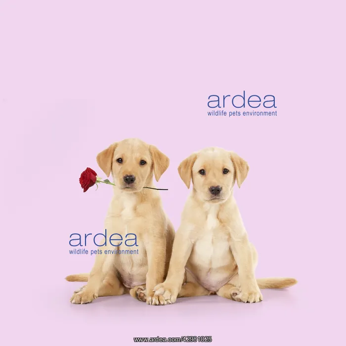 : Labrador Dog, puppies ( 6 weeks old ) one holding red rose : Labrador Dog, puppies ( 6 weeks old ) one holding red rose
