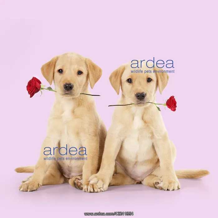 : Labrador Dog, puppies ( 6 weeks old ) holding red roses : Labrador Dog, puppies ( 6 weeks old ) holding red roses