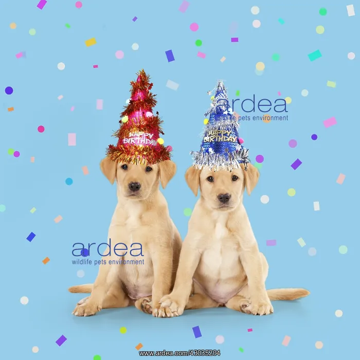 : Labrador Dog, puppies ( 6 weeks old ) wearing : Labrador Dog, puppies ( 6 weeks old ) wearing