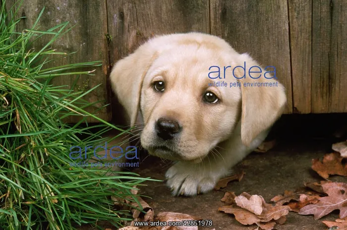  : Labrador Dog - puppy