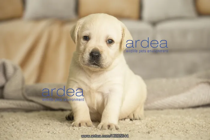  : Labrador Dog, puppy