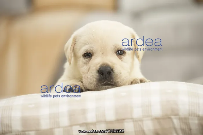  : Labrador Dog, puppy